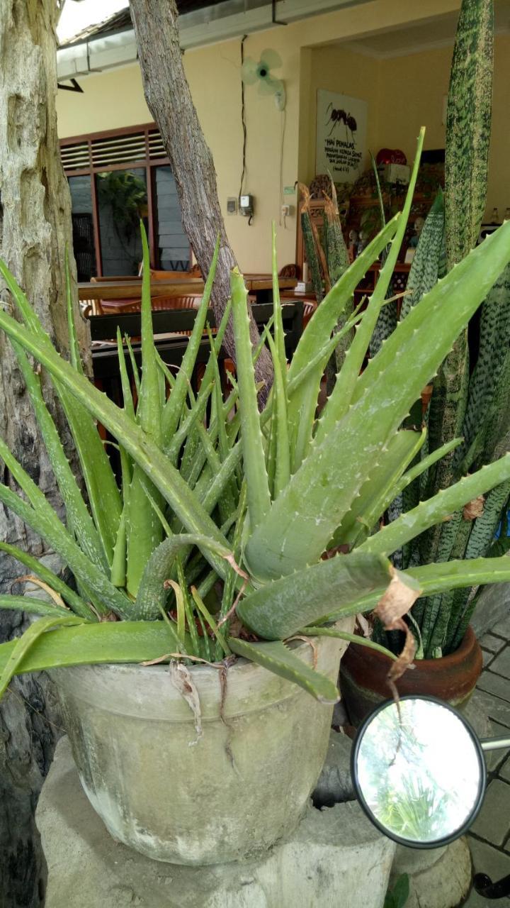 דירות Legian Pujihouse One מראה חיצוני תמונה