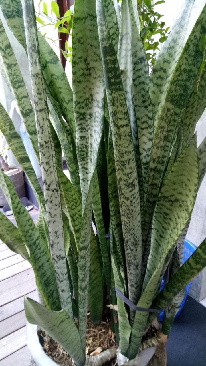 דירות Legian Pujihouse One מראה חיצוני תמונה